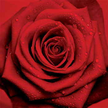 blood red roses reply